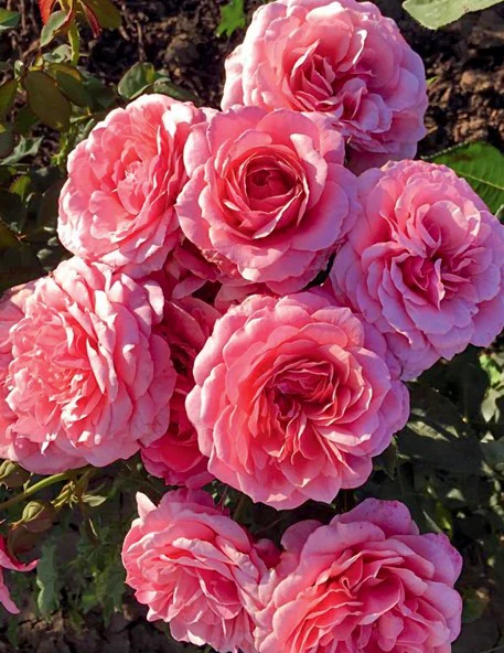 Uptown Girl Hybrid Tea Rose