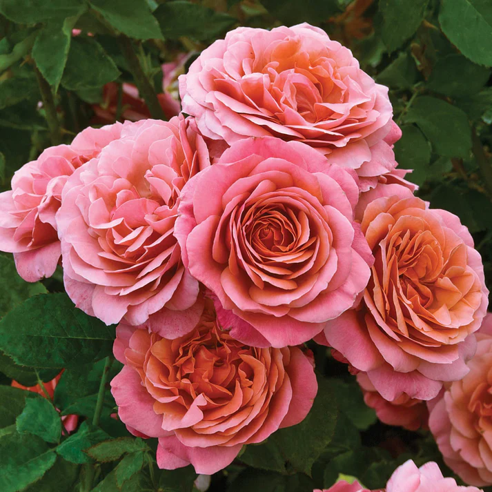 Uptown Girl Hybrid Tea Rose - Image 2