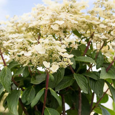 Quick Fire Hydrangea - Tree Form