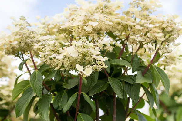 Quick Fire Hydrangea - Tree Form