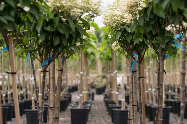 Quick Fire Hydrangea - Tree Form - Image 3