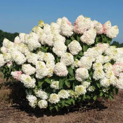 Sweet Starlight Hydrangea