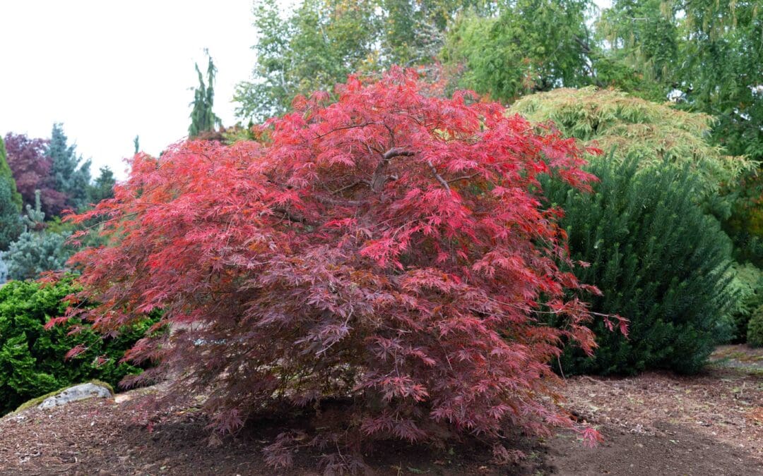 Winter Queen Maple