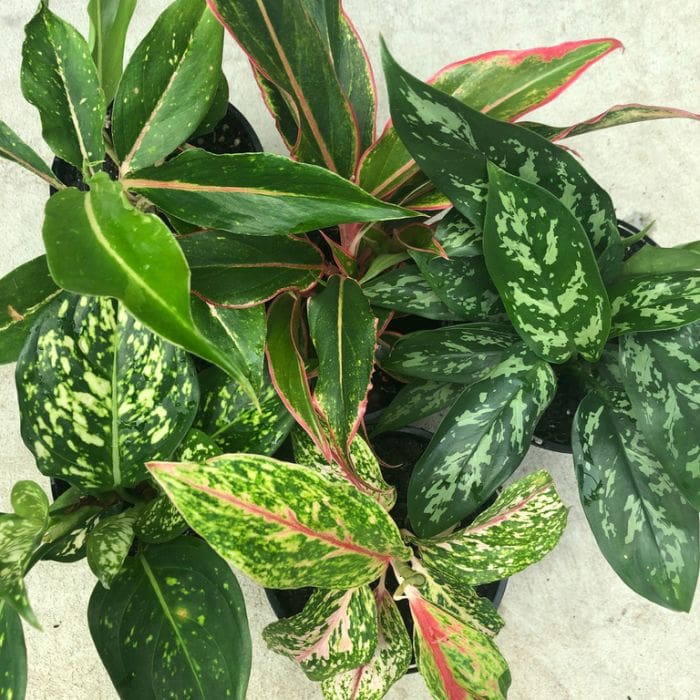 Assorted Aglaonema