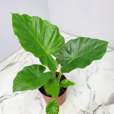Borneo Giant Alocasia