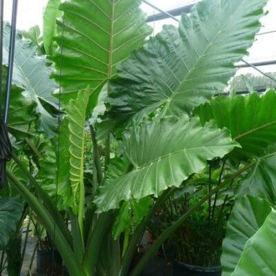 Portadora Alocasia
