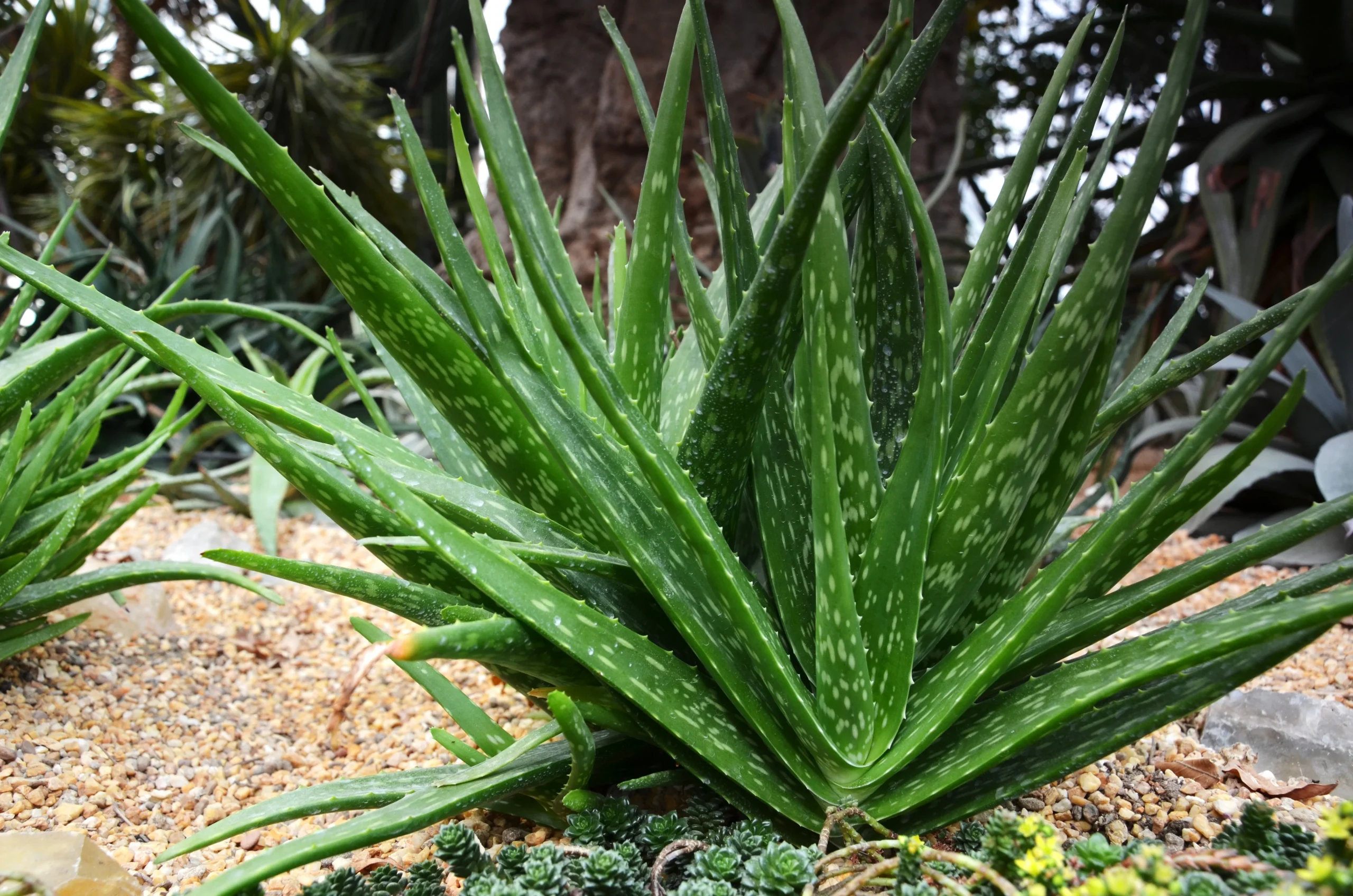 Aloe Vera