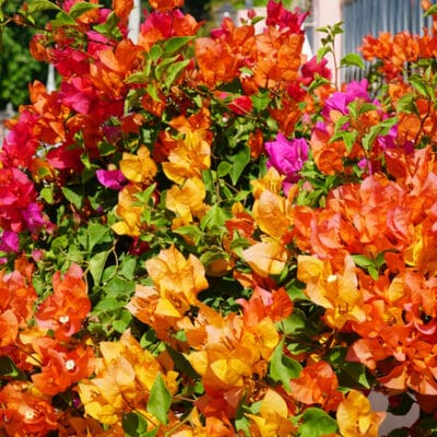 Assorted Bougainvillea W/Trellis
