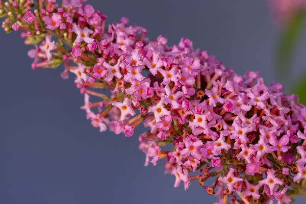 First Editions Trippy Pink Butterfly Bush