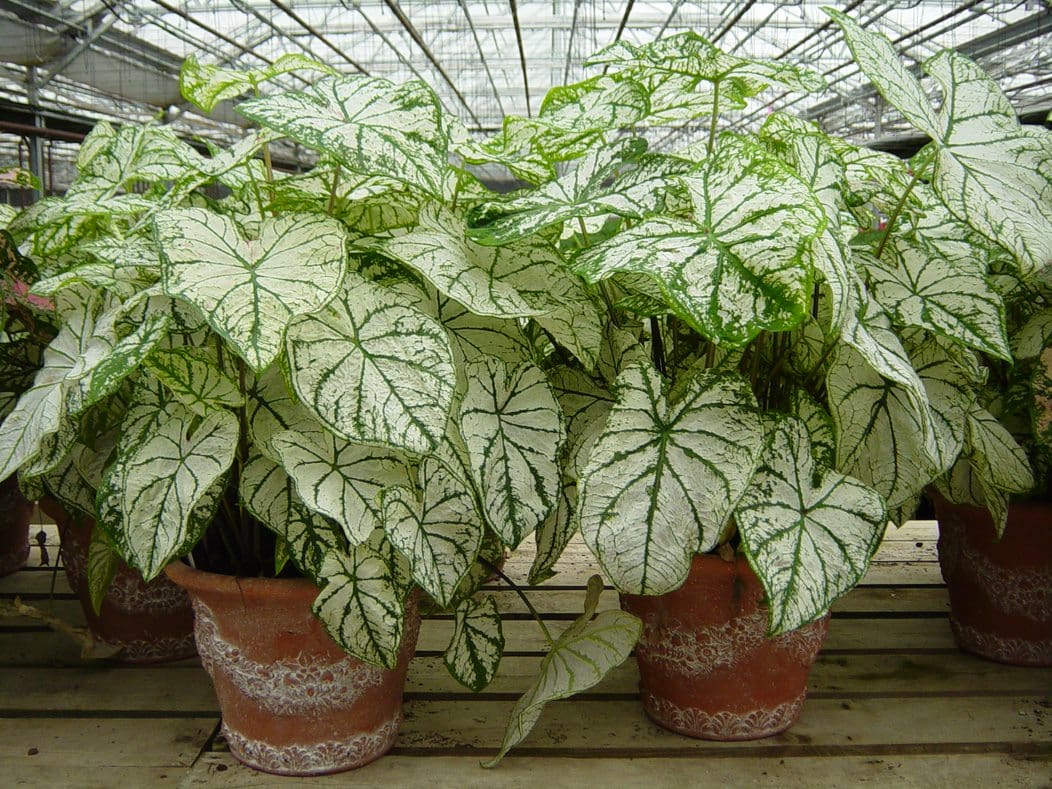 Best White Caladium