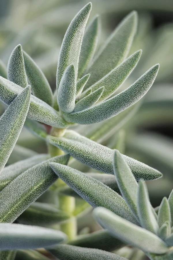 Tenelli Bling Crassula