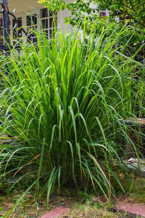 Lemon Grass