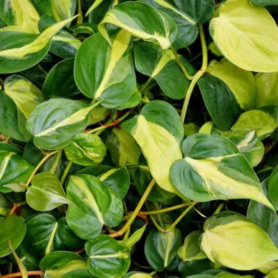 Philodendron Brasil Epipremnum