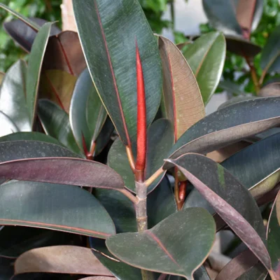 Burgundy Ficus Clump