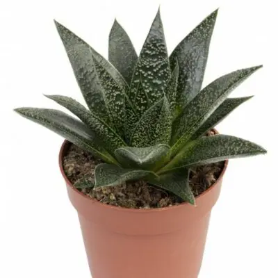 Flow Gasteria