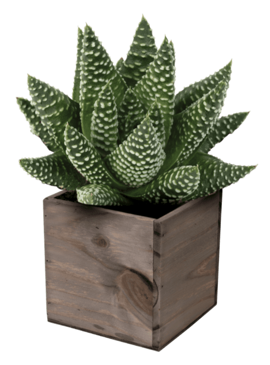 Royal Albert Haworthia