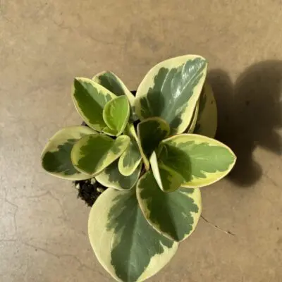 Marble Peperomia