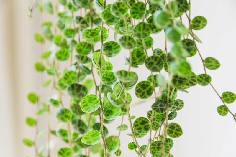 String of Turtles Peperomia