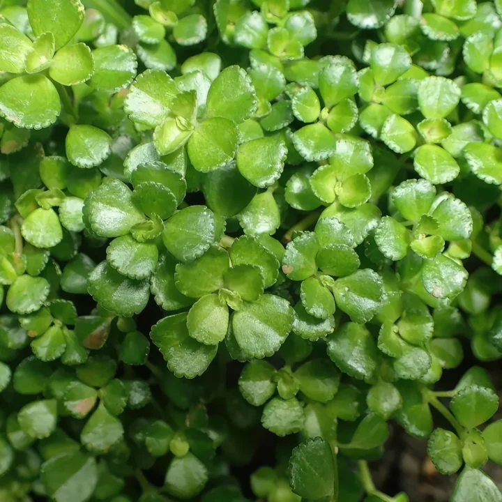 Baba Tea Räta Baby Tears Pilea - Pahl's Market - Apple Valley, MN