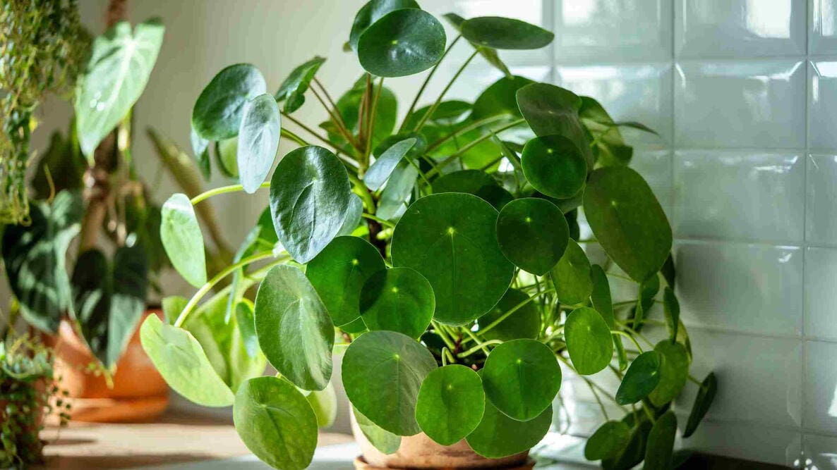 Chinese Money Plant Pilea