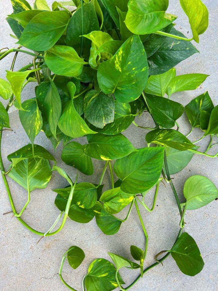 Golden Pathos Rash Golden Pothos - Pahl's Market - Apple Valley, MN