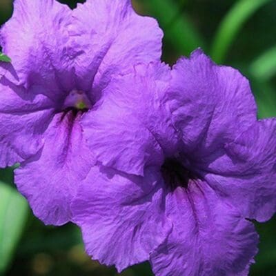 Purple Showers Mexican Petunia BRAID