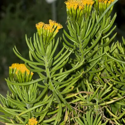 Himalaya Senecio