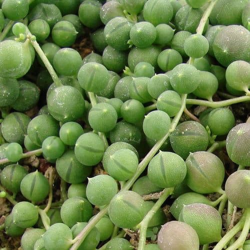 String of Pearls Senecio