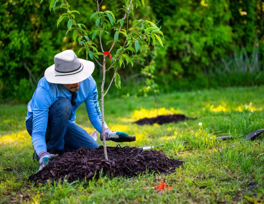 Is It Too Late to Plant Trees and Shrubs?