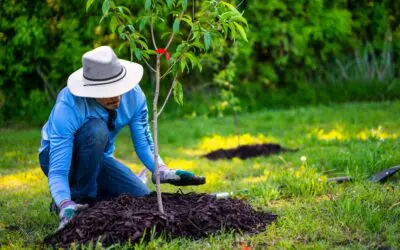 Is It Too Late to Plant Trees and Shrubs?