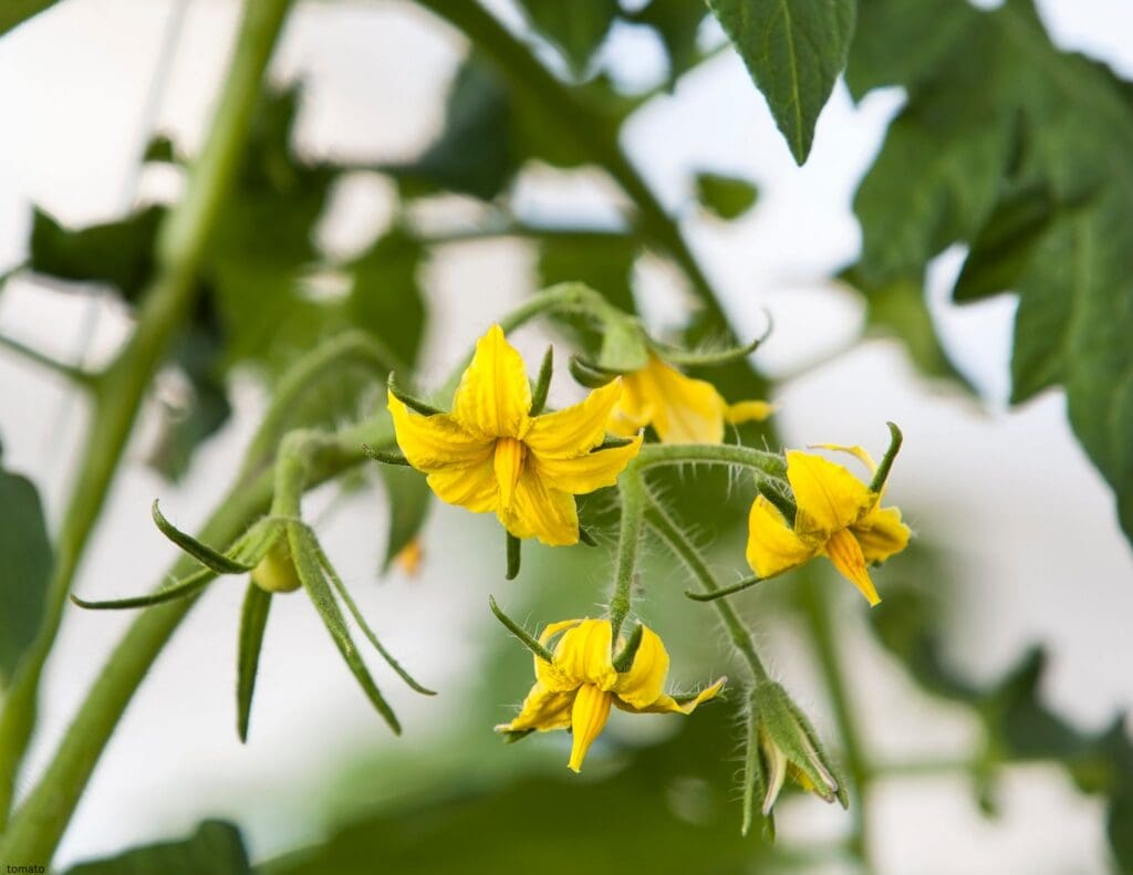 Why Your Tomato Plants Have Flowers but No Tomatoes Yet