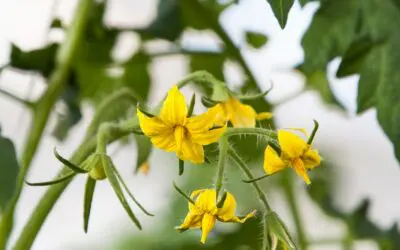 Why Your Tomato Plants Have Flowers but No Tomatoes Yet