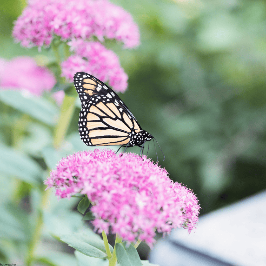 Five Plants That Actually Love Minnesota Heat