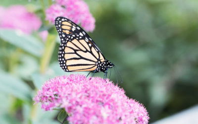 Five Plants That Actually Love Minnesota Heat