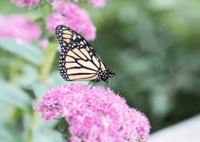 Five Plants That Actually Love Minnesota Heat