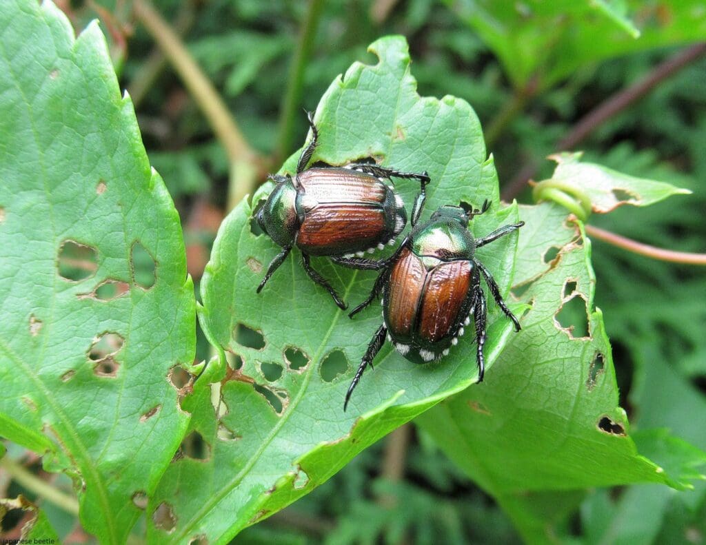 Japanese Beetles Are Here. Here’s the Best Way to Protect Your Garden.