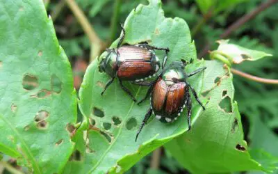 Japanese Beetles Are Here. Here’s the Best Way to Protect Your Garden.