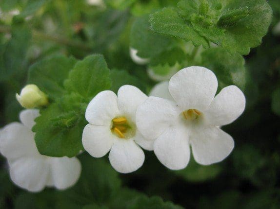 Pahl's Bacopa