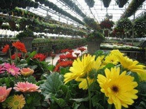 Pahl's Greenhouse