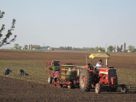 Pahl's Cabbage Transplanting