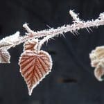 Pahl's Photo Contest Winner - March 2013 - Winter Frost by Janet Wachter