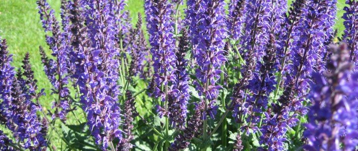 Putting your Perennial Garden to bed 5-27-09 012