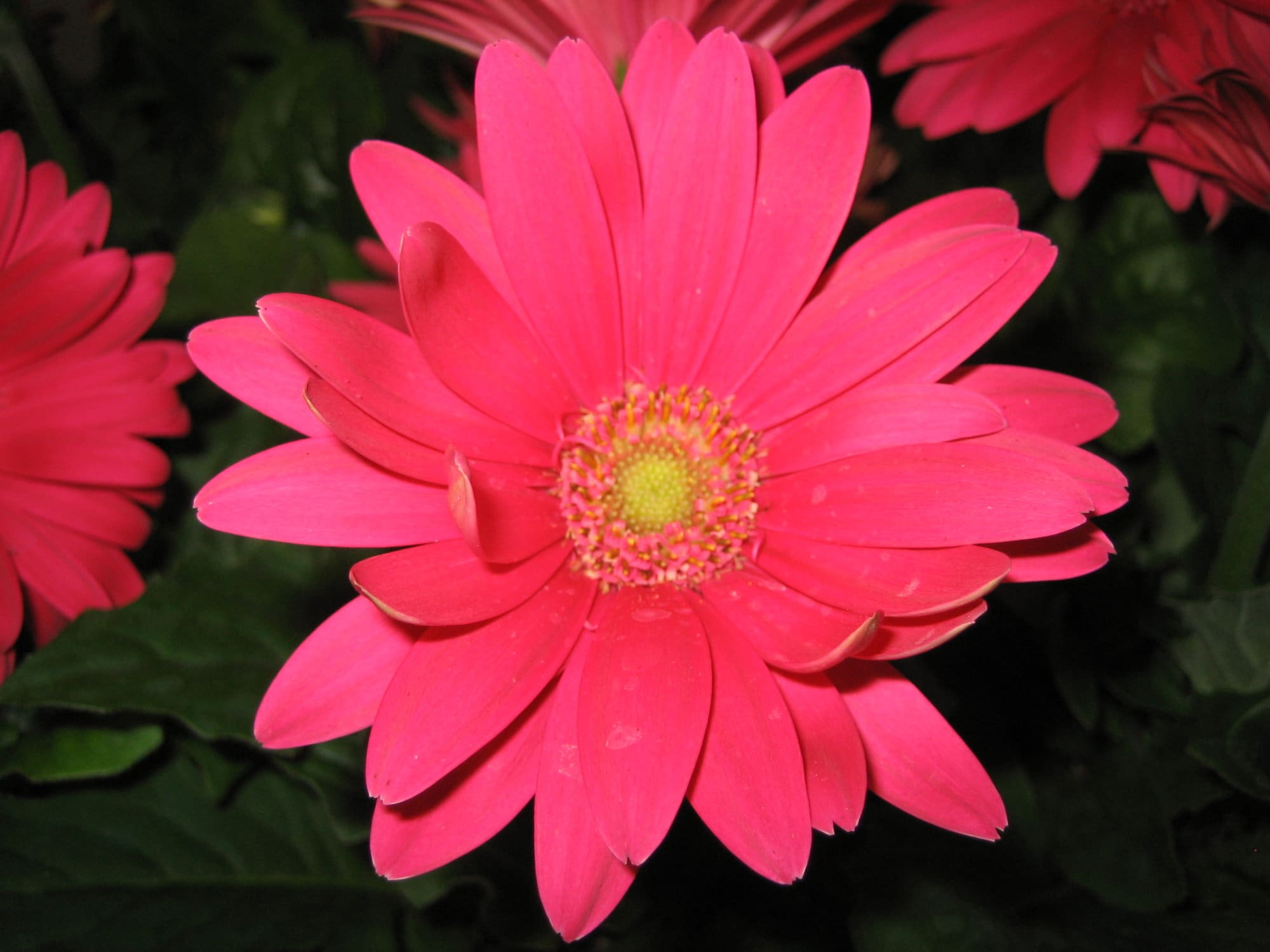 Pahl's Gerbera