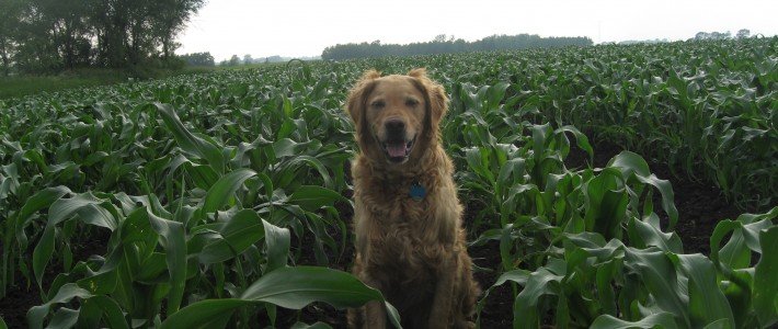 How To Plant Your Garden Chex guarding our garden