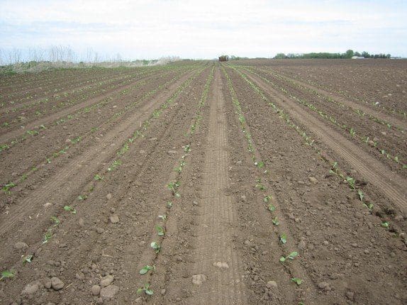 Pahl's Planted Cabbage Field