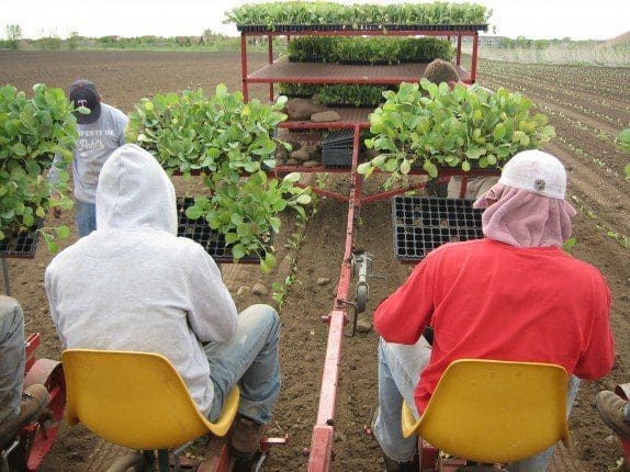 Pahl's Cabbage Transplants