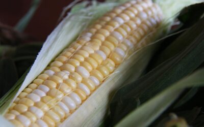 August Market News