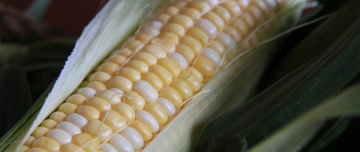 August Market News Pahl's Annual Corn Fest