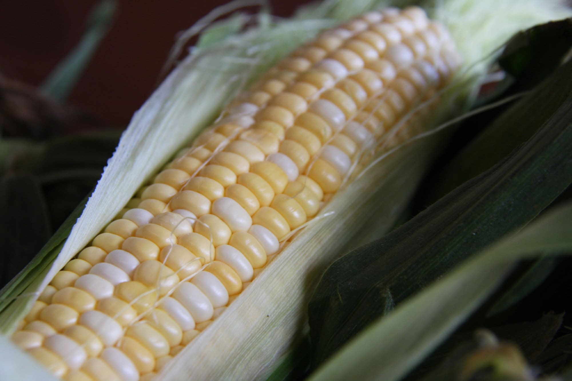 Pahl's Annual Corn Fest