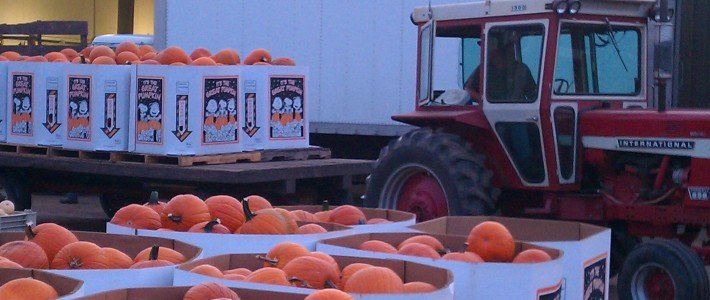 Fall Harvest Pahl's Pumpkins